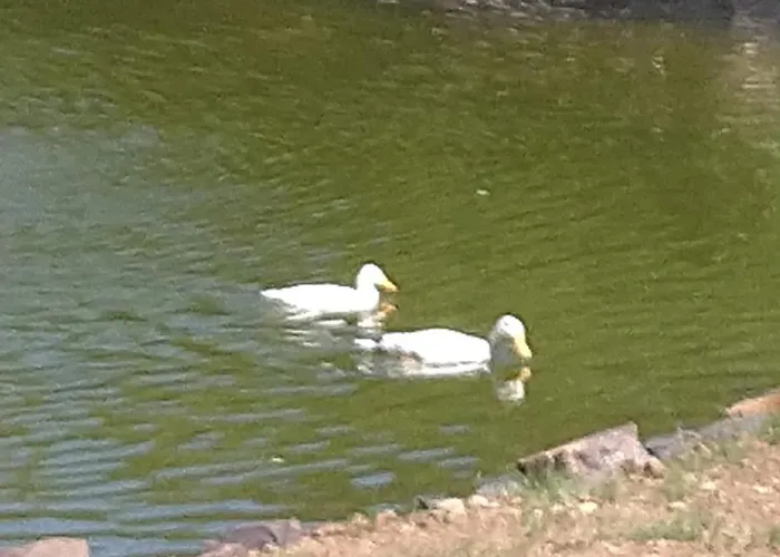 Vakantieboerderij Heidehof